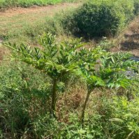 コンニャクの画像