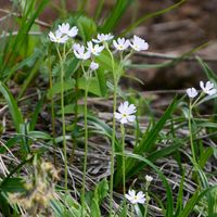 ユキワリソウ,ユキワリソウ,シロバナユキワリコザクラ(白花雪割小桜),山野草,多年草の画像