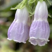 ヒレハリソウ,ハーブ,花壇,ガーデニング,ムラサキ科の画像