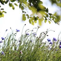 ヤグルマギクの画像