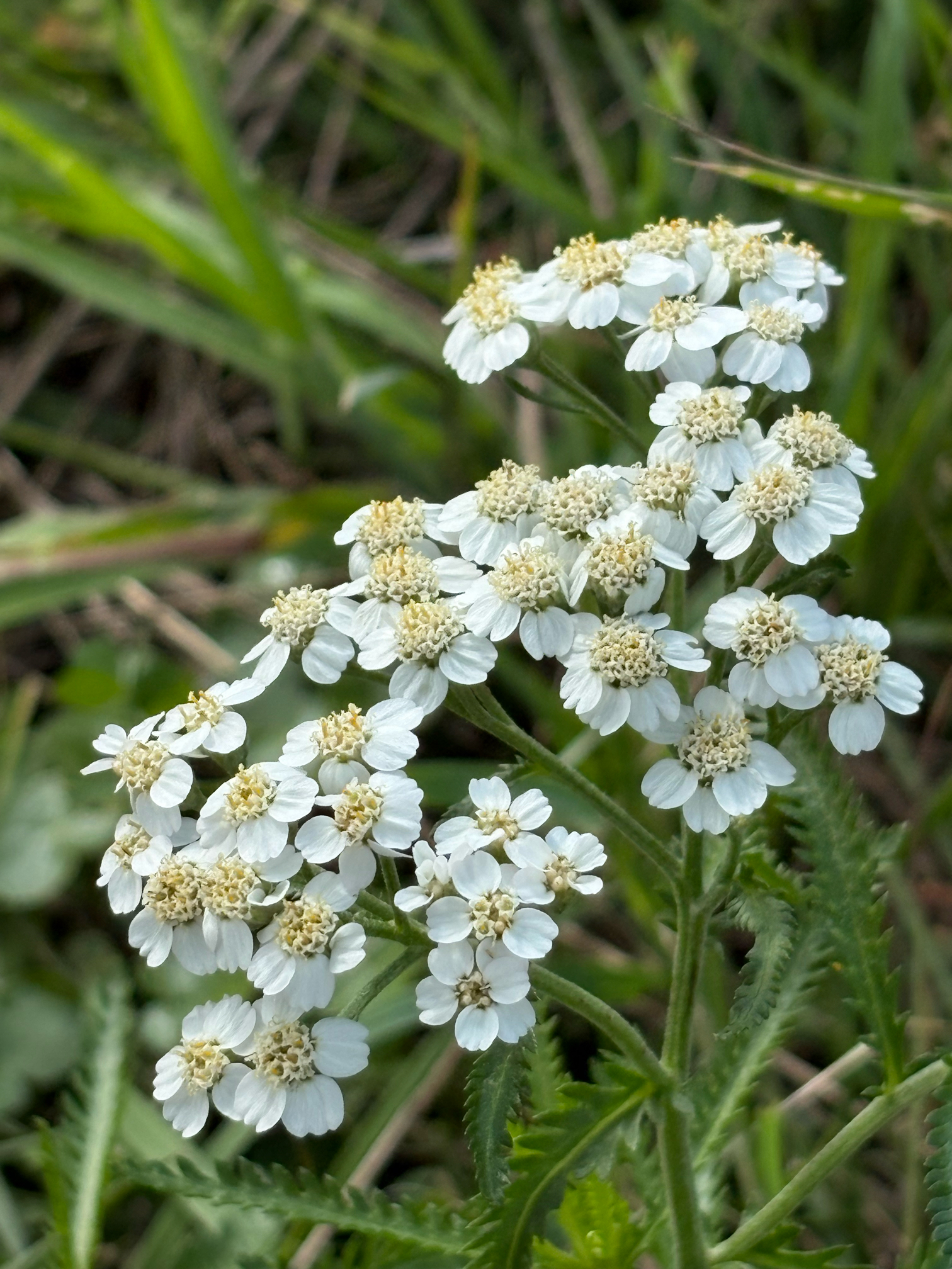 七時雨山のお花たち 2025.8.28撮影｜🍀GreenSnap（グリーンスナップ）