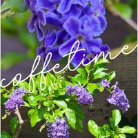 デュランタ,ジャカランタ,花のある暮らし,緑のある暮らし,植物のある暮らしの画像