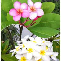 プルメリア,南国の花,出かけ先の画像
