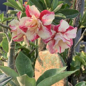 アデニウム,塊根植物,開花,おつとめ品,アデニウム属の画像