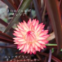 ヒューケラ,ニューサイラン,ヒューケラ ジョージアプラム,ニューサイラン　チョコレートクッキー,コロロジャンボの画像