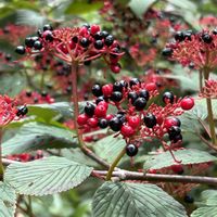 ヤブデマリ,コバノフユイチゴ,ソウシシヨウニンジン,赤い実,在来種の画像