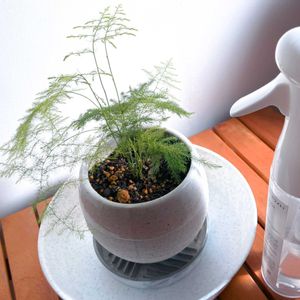 アスパラガス・プルモーサス・ナナス,観葉植物,DAISO,100均観葉植物,iPhone撮影の画像
