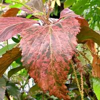 トレニア,トックリヤシ,ニシキアカリファ,ニシキアカリファ,オオタニ ワタリの画像