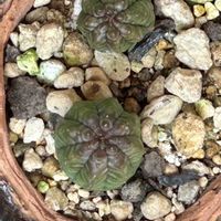 ローゼル,子吹きシンメトリカ,サルナシ,山野草ガガイモ,草餅、粒あんの画像