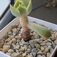 ローラ,アモエナ,アフィニス,パキポディウム レウコキサンツム,ユリアナ リオピアストラの画像