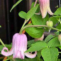 クレマチス,感謝,花のある暮らし,いつまでも,き　れ　い❤の画像