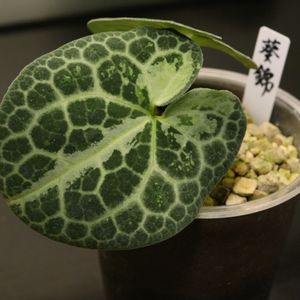 カンアオイ,寒葵,和風,観葉植物,鉢植えの画像