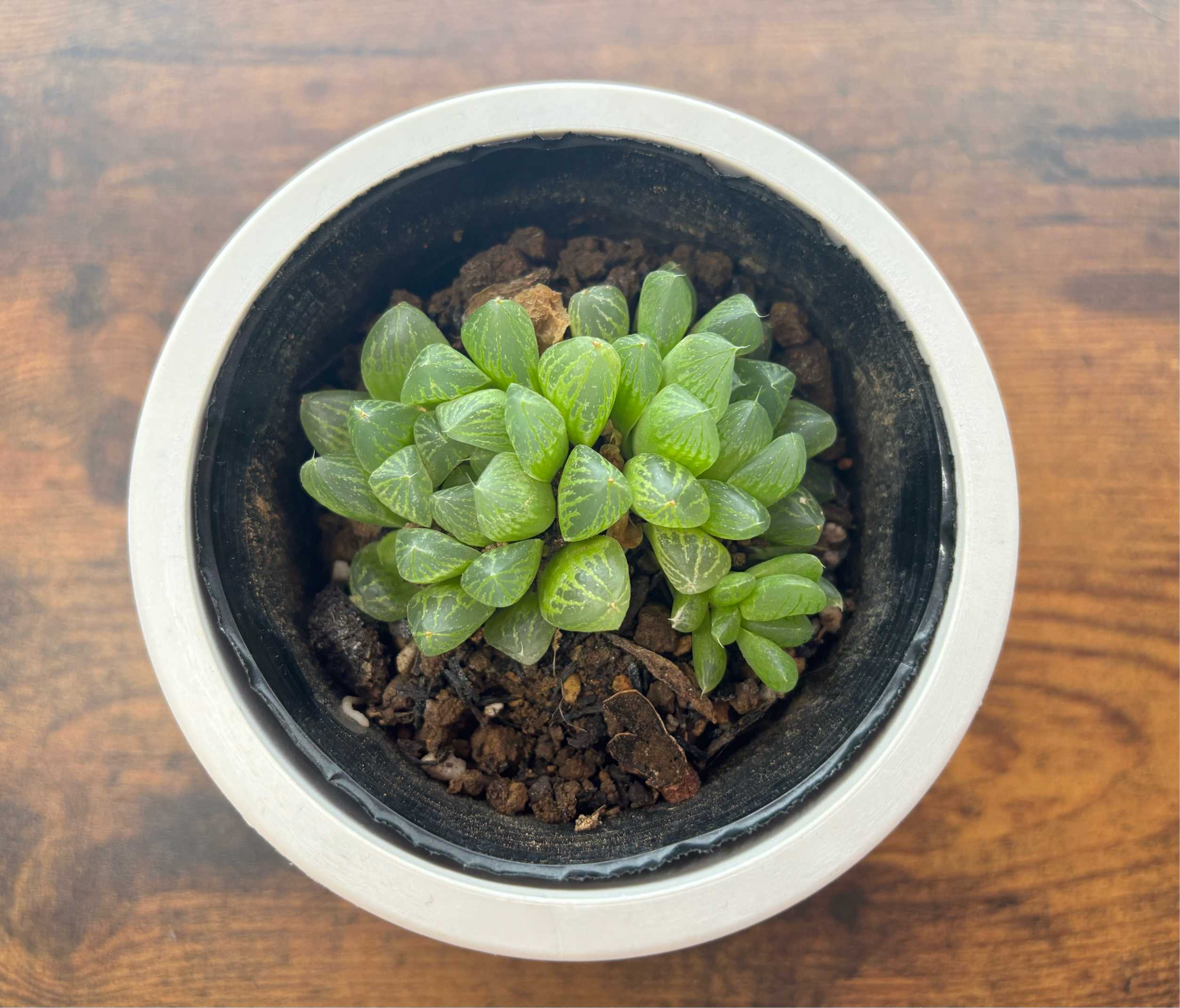 おまとめ中！多肉植物^o^  しじみ蝶錦 おまとめ中！多肉植物^o^ しじみ蝶錦 【公式通販】