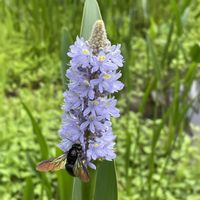 ペパーミント,ナガバミズアオイ,花と虫,お出かけ先,庭の画像