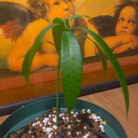 マンゴー,マンゴー発芽の画像