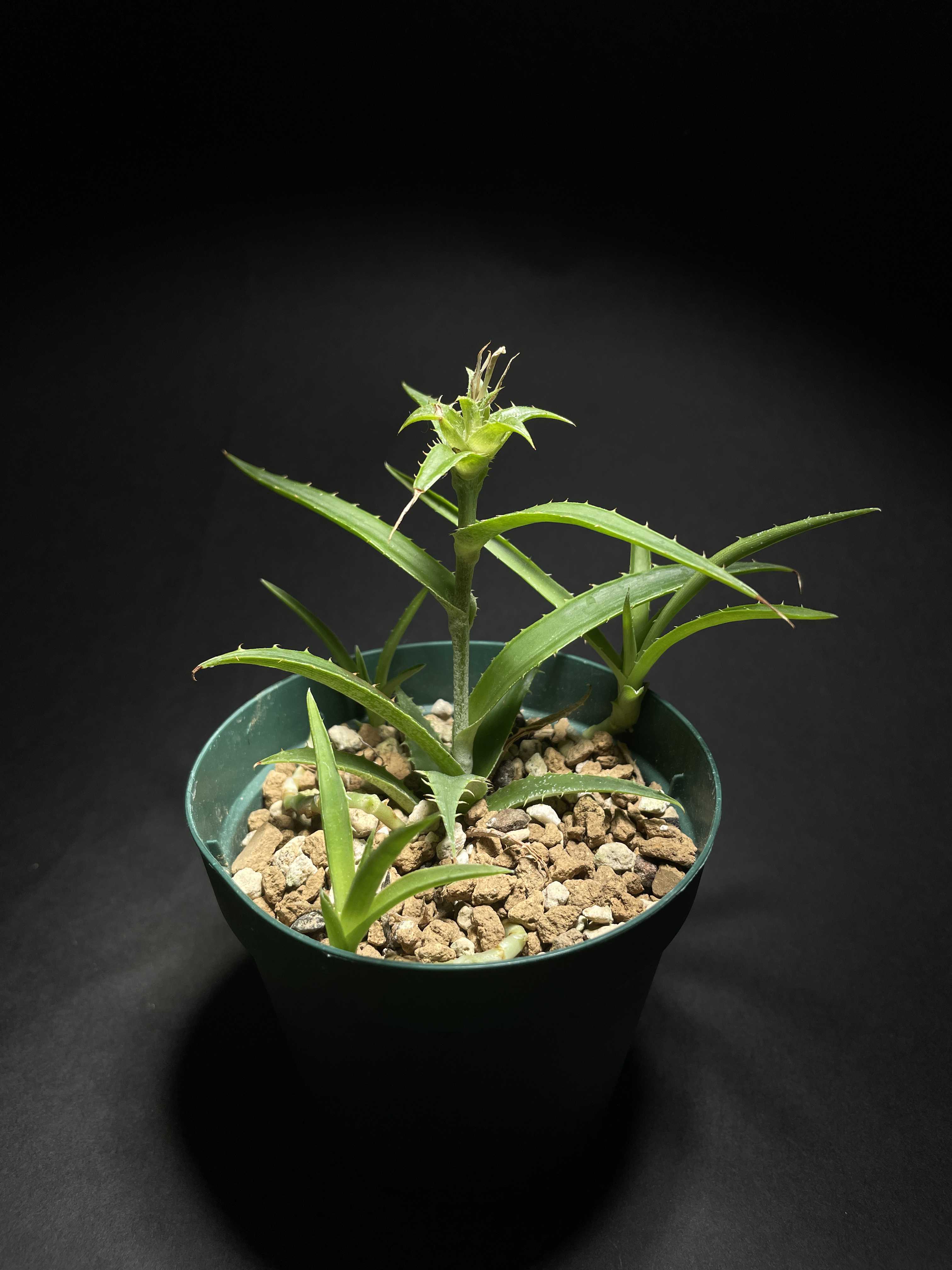 オルソフィツム属の一覧｜🍀GreenSnap（グリーンスナップ）