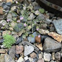 かすみ草 ジプシー,かすみ草 ジプシー,ニホンカナヘビ,ニホンカナヘビ, ツルマンネングサの画像