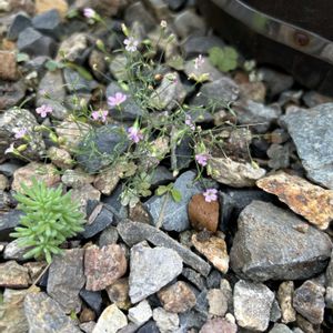 かすみ草 ジプシー,かすみ草 ジプシー,ニホンカナヘビ,ニホンカナヘビ, ツルマンネングサの画像