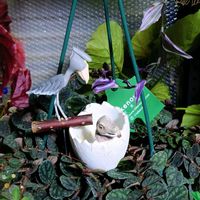 ウォータークローバー,ウォータークローバー,ペリオニア プルクラ,ペリオニア　プルクラ,花のある暮らしの画像