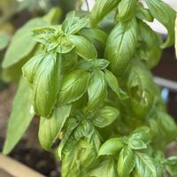 バジル,スイートバジル,ハーブ,料理,家庭菜園の画像