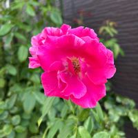 ゴデチアの画像