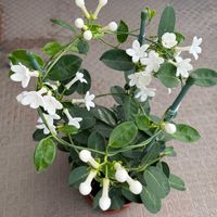 マダガスカルジャスミン,癒される,夏の花,happy♡,お花が咲いた！の画像