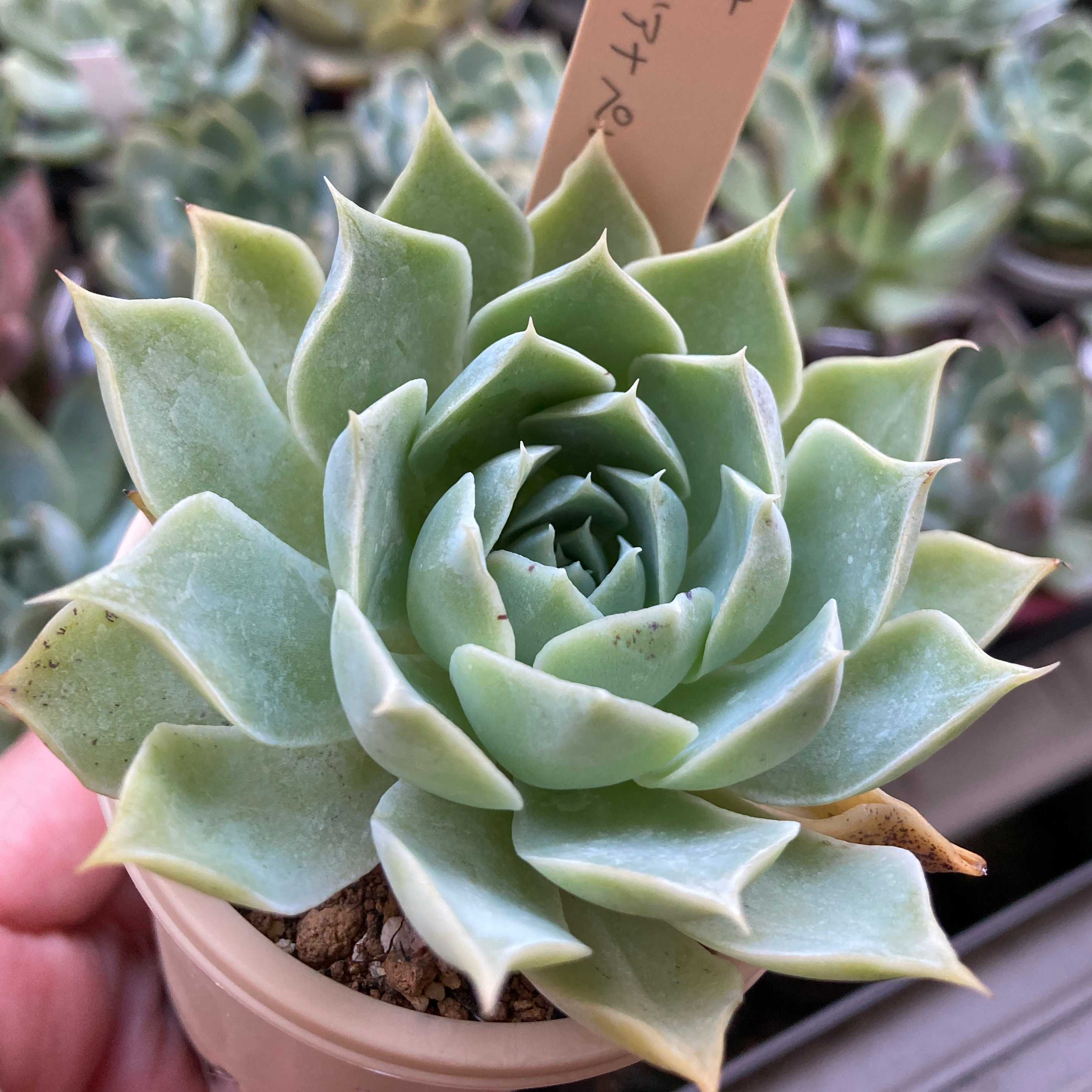 フリフリデカmiso苗⭐️シムランスLS×…⭐️ミソップさん 多肉 チビッ子沢山 フリフリデカmiso苗⭐️シムランスLS×…⭐️ミソップさん 多肉 チビッ子