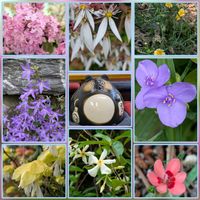 ヒメヒオウギ,ムラサキツユクサ,ユキノシタ,ライラック,春菊の画像