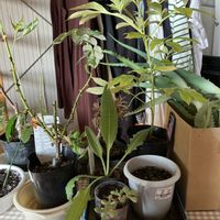 シャクヤク,アンティチョーク,バラ　ピンクシャトーの画像