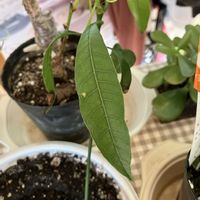 マンゴーの画像