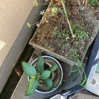 フェンネル,カラスビシャクの画像