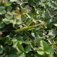 ペニーロイヤルミント,キリギリス,ヤブへビイチゴ,グランドカバー,畑の画像