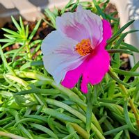 万年青,万年青,斑入り万年青,ﾏﾂﾊﾞﾎﾞﾀﾝ,地植え.の画像