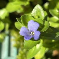 アジサイ,ウサギゴケ,ウォーターバコパの画像