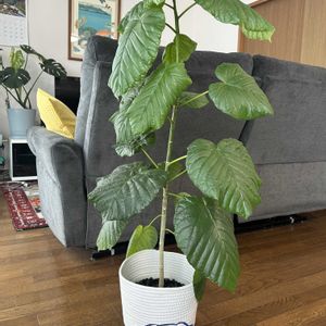 モンステラ,ウンベラータ,観葉植物,新芽,鉢カバーの画像