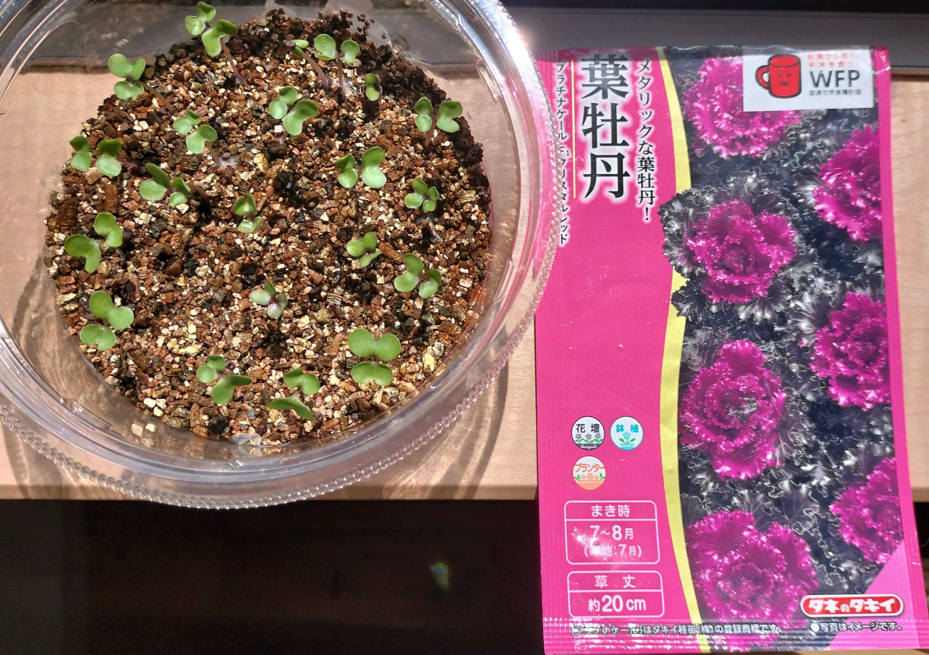 1756606747064_161276_p_2025083