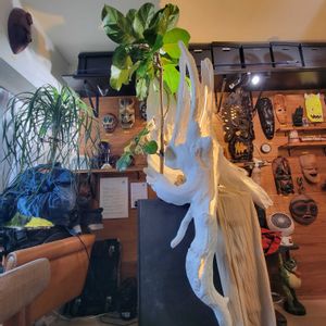 フィカス アフリカンプリンス,インテリアグリーン,大型観葉植物,観葉植物のある暮らし,観葉植物好きの画像