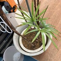 シュロチクの画像