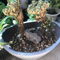 イワヒバ,山野草大好き,バルコニー/ベランダの画像