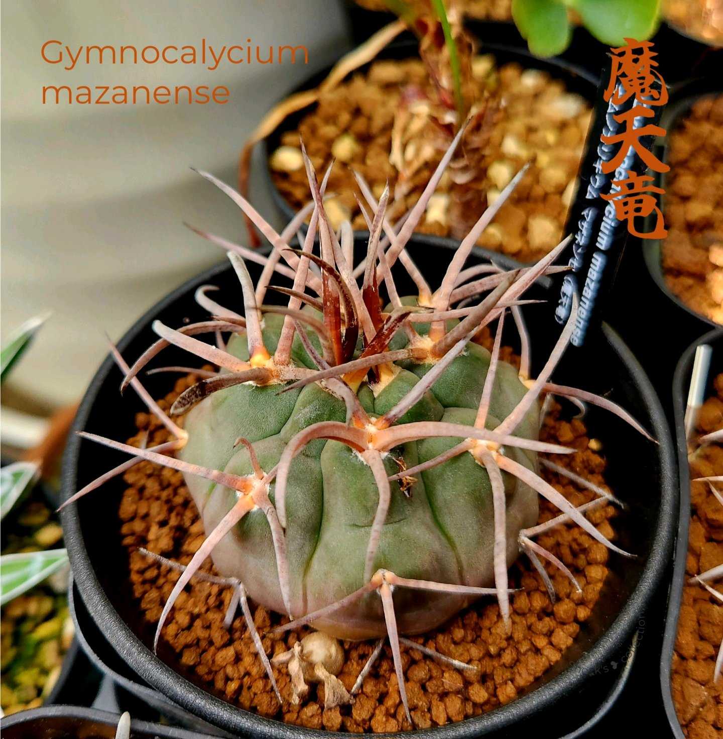 魔天竜　綴化　錦 ギムノカリキウム 守金魔天竜 Gymnocalycium mazanense