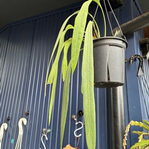 アンスリウム・ビッタリフォリウム,多肉植物,観葉植物,水やり,緑のある暮らしの画像