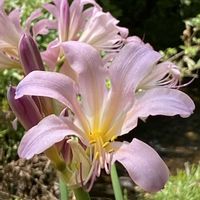 スイセン,ナツズイセン,山野草の画像