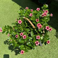 ニチニチソウ,ペチュニア,日々草,サギナ,アイリッシュモスの画像