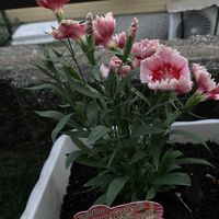 イタリアンパセリ,カリッコリー,ナデシコ　ストロベリーパフェ,ピンクのペンタス,カラフルニンジンの画像