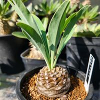 ユーフォルビア 鉄甲丸,ユーフォルビア 鉄甲丸,葉っぱ好き,ユーフォルビア属。,緑が好きの画像