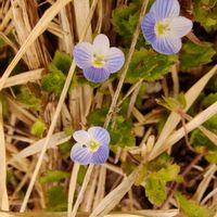 オオイヌノフグリの画像