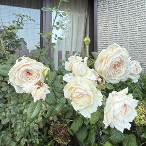夏の庭,ガーデニング,フロントガーデン,ばら バラ 薔薇の画像