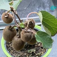 サルスベリ,プルーン,ポーチュラカ,キウイフルーツ,キウイフルーツの画像