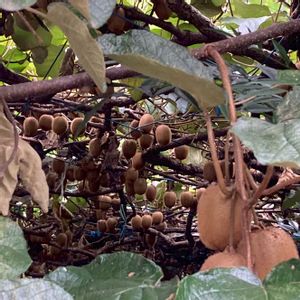 ナツズイセン,造花,今日のお花,どたま祭りの画像