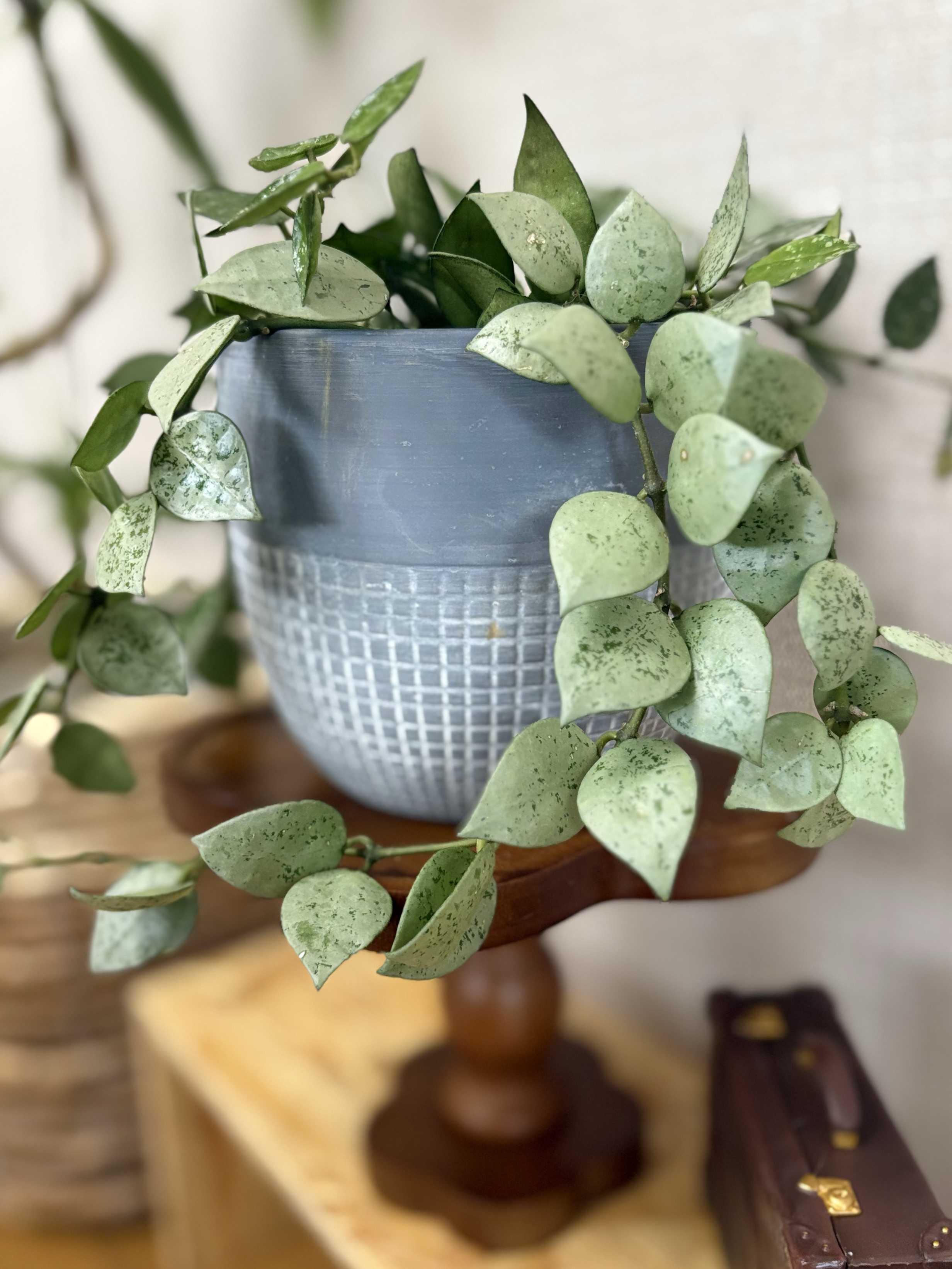 ホヤ クローニアナ シルバーの一覧｜🍀GreenSnap（グリーン